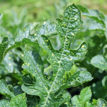 Wassermelone Moon and Stars Yellow Fleshed (Samen)