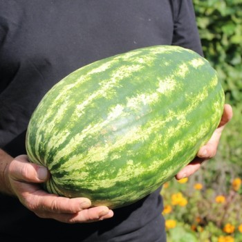 Wassermelone Mountain Sweet Yellow (Samen)