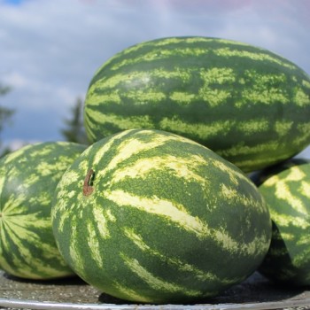 Wassermelone Mountain Sweet Yellow (Samen)