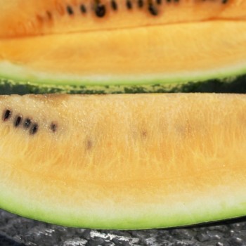 Wassermelone Mountain Sweet Yellow (Samen)