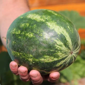 Wassermelone Orangeglo (Samen)