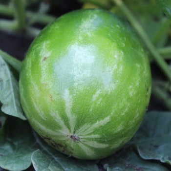 Wassermelone Orangeglo (Samen)