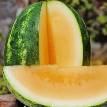 Wassermelone Orangeglo (Samen)
