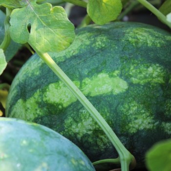 Wassermelone Orangeglo (Samen)