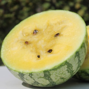 Wassermelone Blacktail Mountain