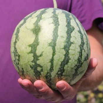 Wassermelone Petit Yellow (Samen)