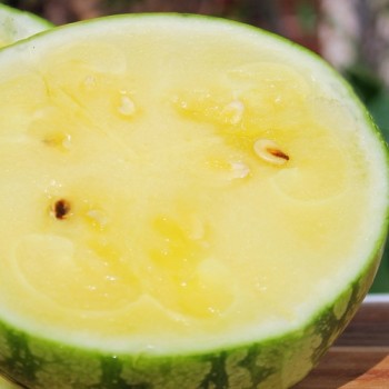 Wassermelone Petit Yellow (Samen)