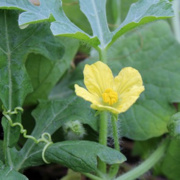 Wassermelone Petit Yellow (Samen)