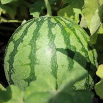 Wassermelone Petit Yellow (Samen)