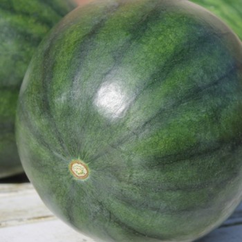 Wassermelone Sugar Baby (Samen)