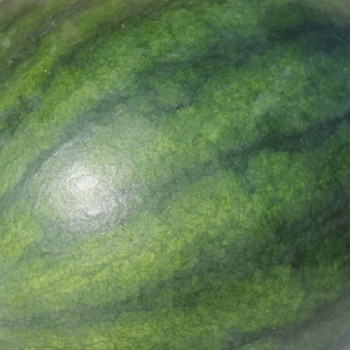 Wassermelone Sugar Baby (Samen)