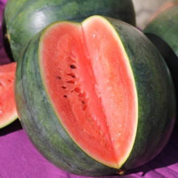 Wassermelone Sugar Baby (Samen)