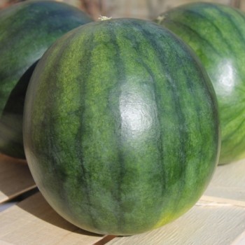 Wassermelone Sugar Baby (Samen)