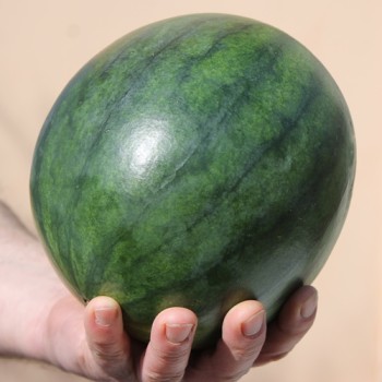 Wassermelone Sugar Baby (Samen)