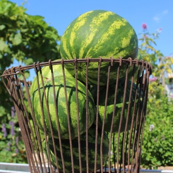 Wassermelone Sweet Dakota Rose (Samen)