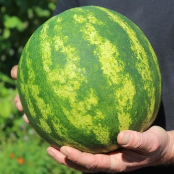 Wassermelone Sweet Dakota Rose (Samen)