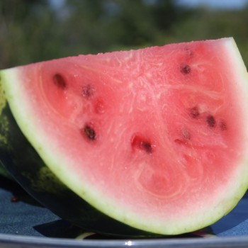 Wassermelone Sweet Dakota Rose (Samen)