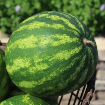 Wassermelone Sweet Dakota Rose (Samen)