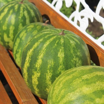 Wassermelone Sweet Dakota Rose (Samen)