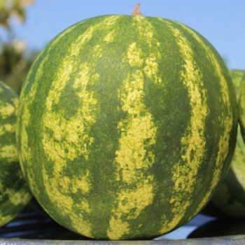 Wassermelone Sweet Dakota Rose (Samen)