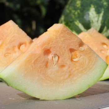 Wassermelone Tendersweet Orange (Samen)