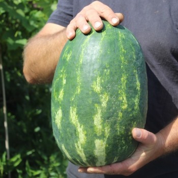 Wassermelone Tendersweet Orange (Samen)