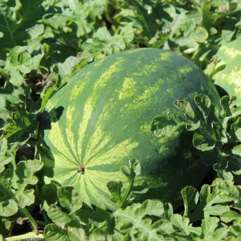 Wassermelone Tendersweet Orange (Samen)