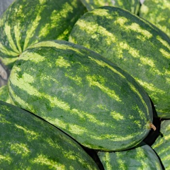 Wassermelone Tendersweet Orange (Samen)