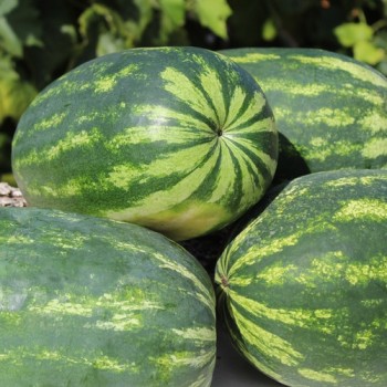 Wassermelone Tendersweet Orange (Samen)