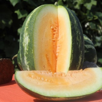 Wassermelone Tendersweet Orange (Samen)
