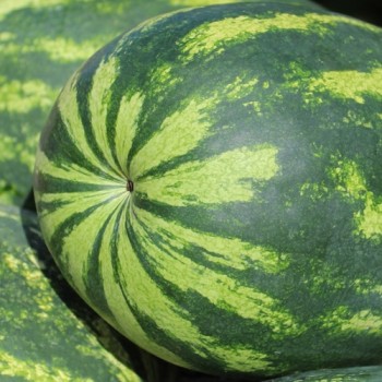 Wassermelone Tendersweet Orange (Samen)