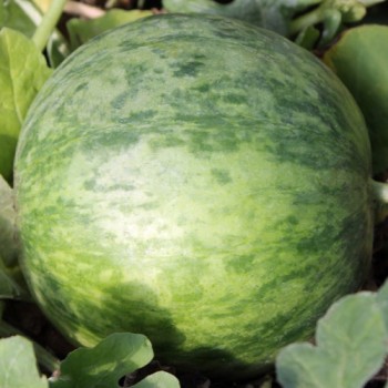 Wassermelone Wilson's Sweet (Samen)