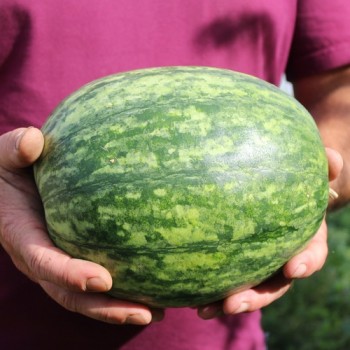 Wassermelone Wilson's Sweet (Samen)
