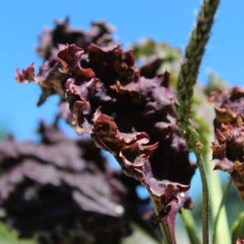 Wegerich Purple Perversion (Samen)