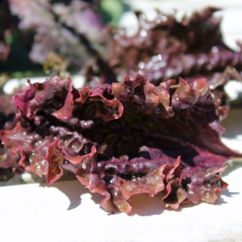 Wegerich Purple Perversion (Samen)