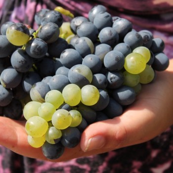 Wein Tressot Panaché (Pflanze)