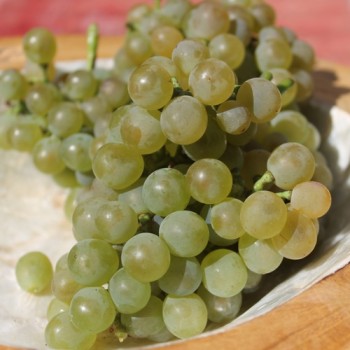Wein Vroege van der Laan (Pflanze)