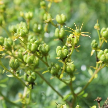 Weinraute (Amarettokraut) (Samen)