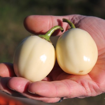 Aubergine Weiße aus Afrika  (Samen)