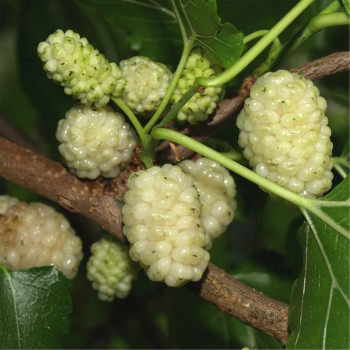 Weiße Maulbeere (Samen)