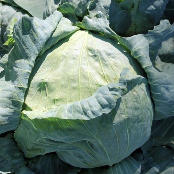 Weißkohl Brunswick (Samen)