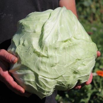 Weißkohl Brunswick (Samen)