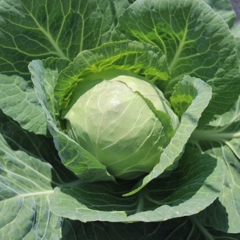 Weißkohl Dithmarscher Früher (Samen)