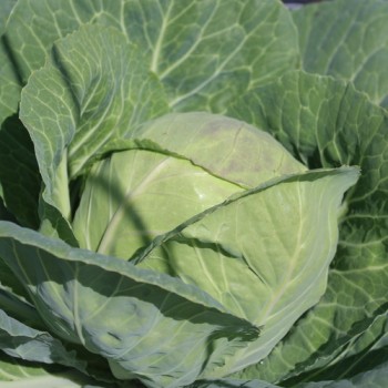 Weißkohl Dithmarscher Früher (Samen)
