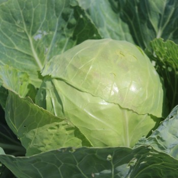 Weißkohl Dithmarscher Früher (Samen)