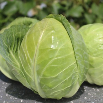 Weißkohl Dithmarscher Früher (Samen)