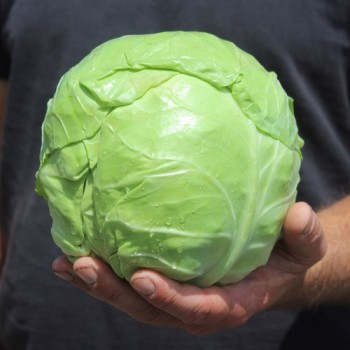 Weißkohl Dithmarscher Früher (Samen)