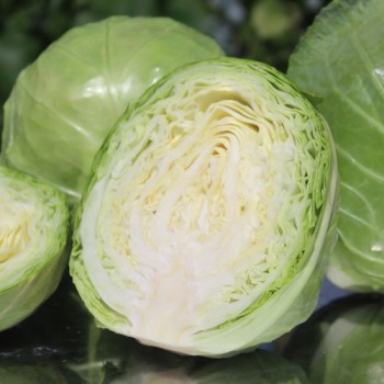 Weißkohl Dithmarscher Früher (Samen)
