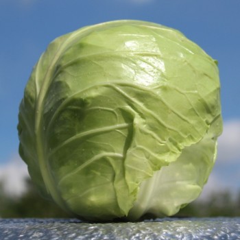 Weißkohl Dithmarscher Früher (Samen)