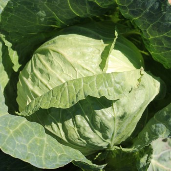 Weißkohl Glory of Enkhuizen (Samen)